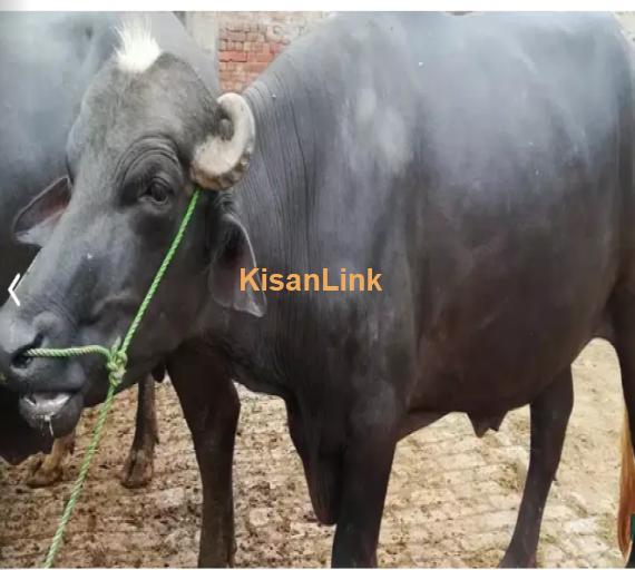 Buffalo For Sale