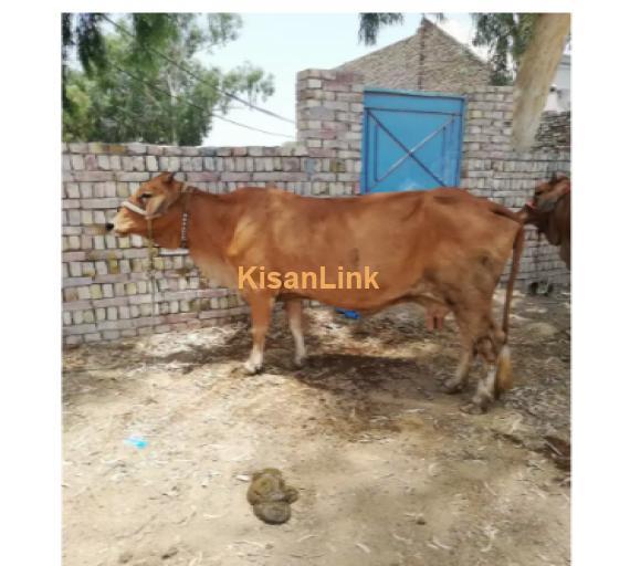 Cow For Sale