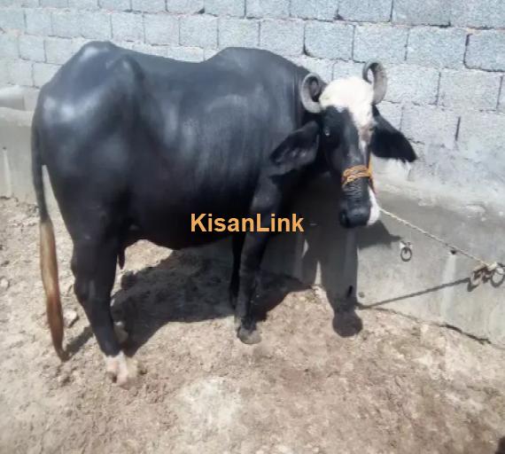 Buffalo For Sale