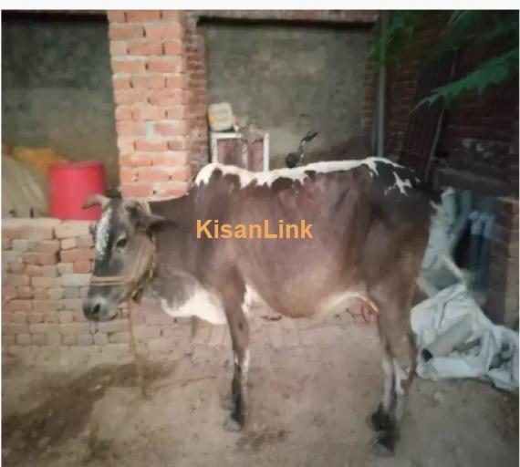 Cow For Sale