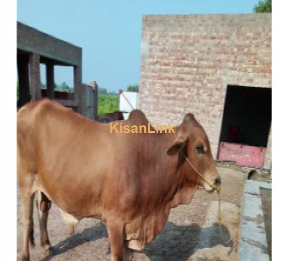 Cow For Sale