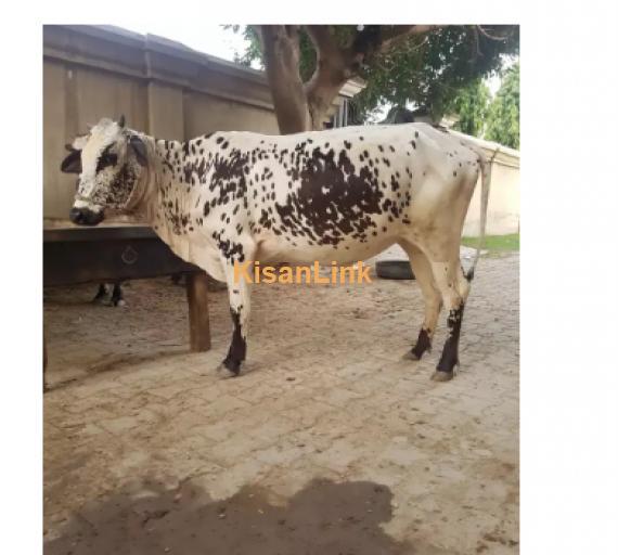 Cow For Sale