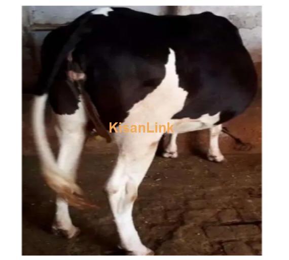 Cow For Sale