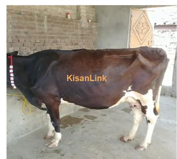 Cow For Sale