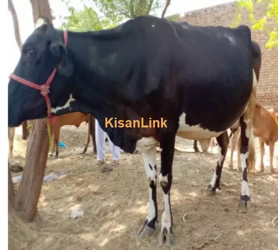 Cow For Sale