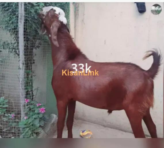 Goat for Sale