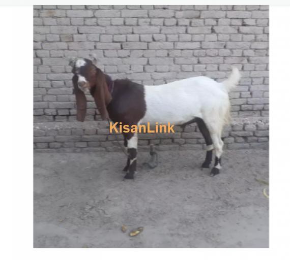 Goat for Sale