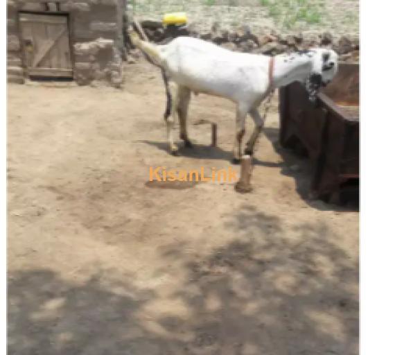 Goat for Sale