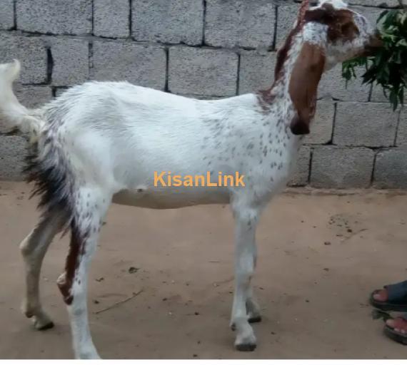 Goat for Sale