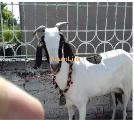 Goat for Sale