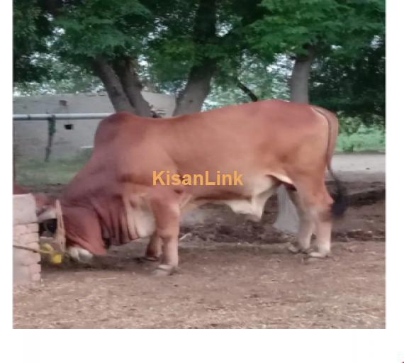 Cow For Sale