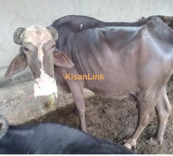 Buffalo For Sale