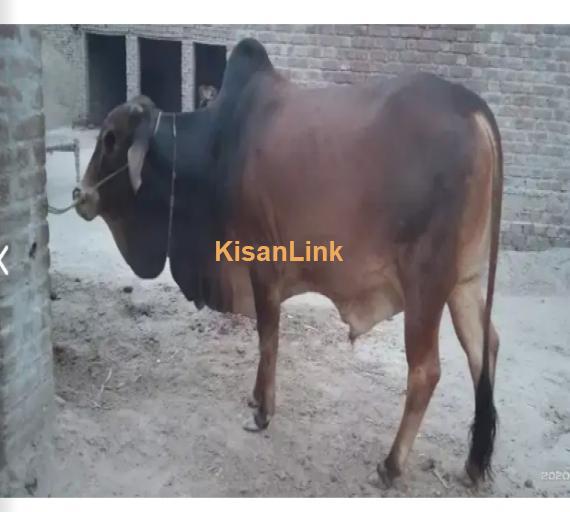 Cow For Sale