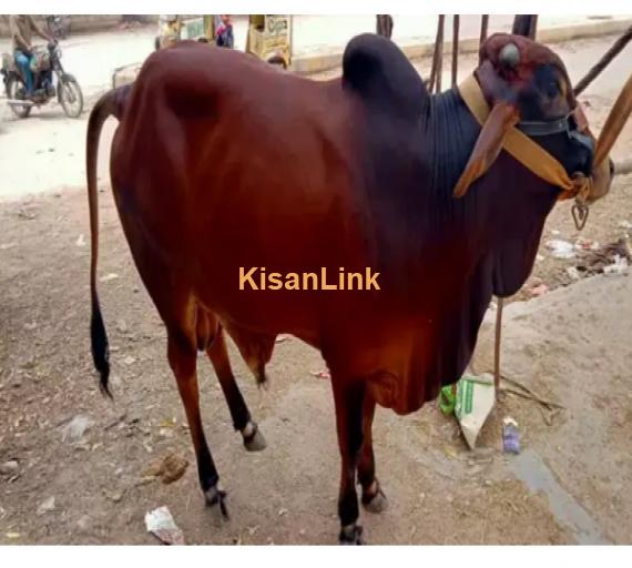 Cow For Sale