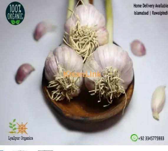 Garlic For Sale