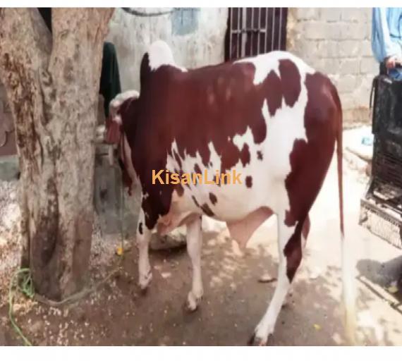 Cow For Sale