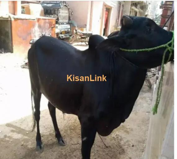 Cow For Sale