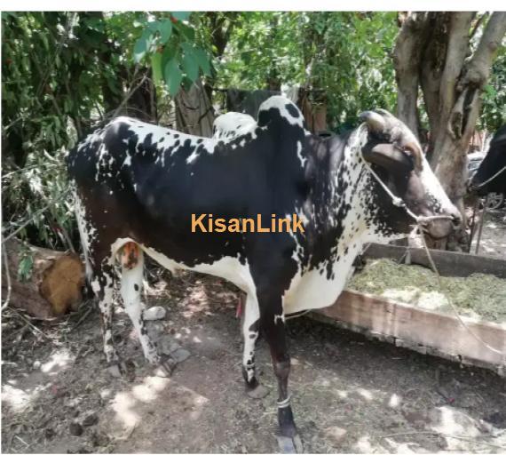 Cow For Sale