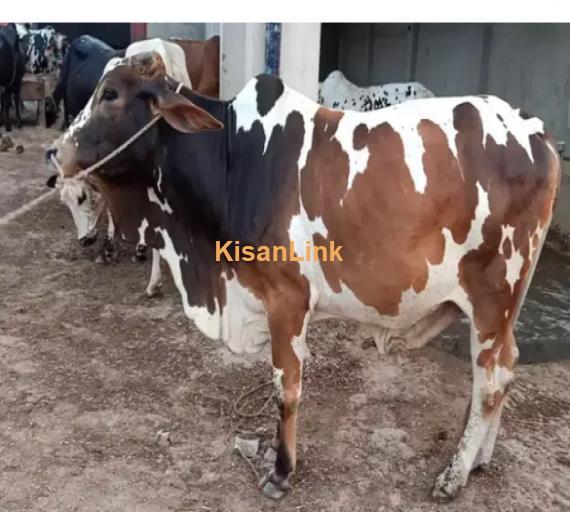 Cow For Sale