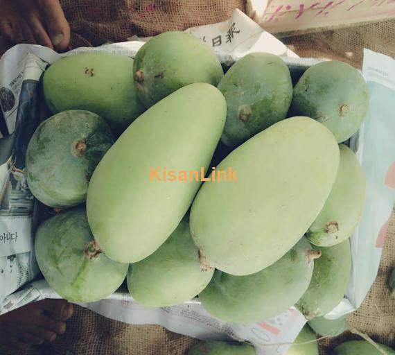 White Choonsa Mango.Rate 1500 Weight 11-12kg