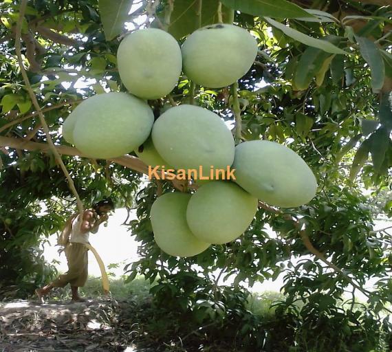 White Choonsa Mango.Rate 1500 Weight 11-12kg