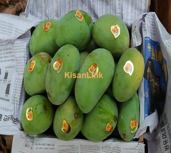 White Choonsa Mango.Rate 1500 Weight 11-12kg
