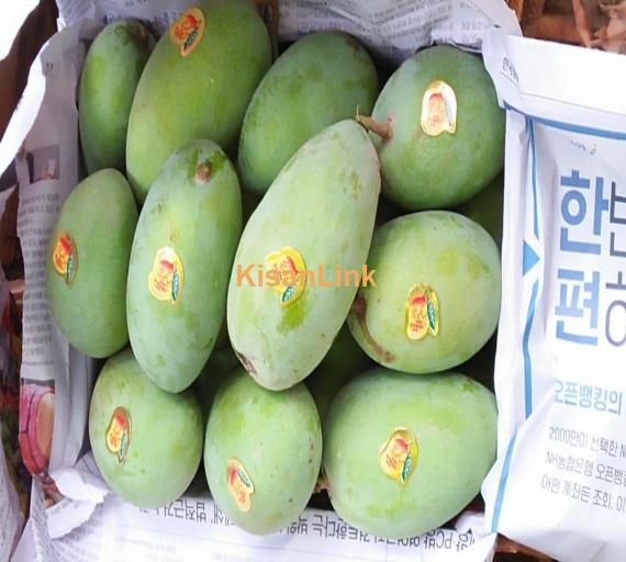 White Choonsa Mango.Rate 1500 Weight 11-12kg