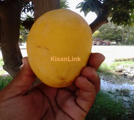 White Choonsa Mango.Rate 1500 Weight 11-12kg