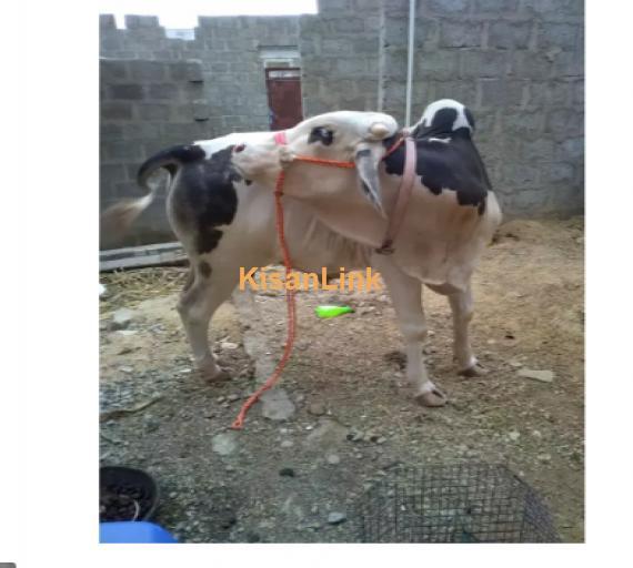 Cow For Sale