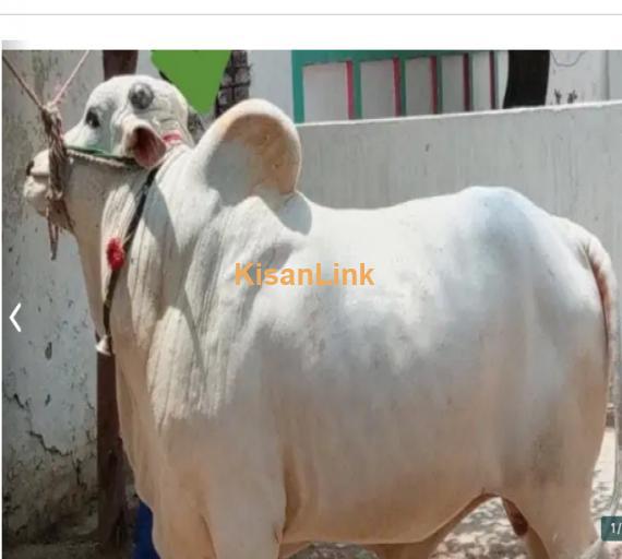 Cow For Sale