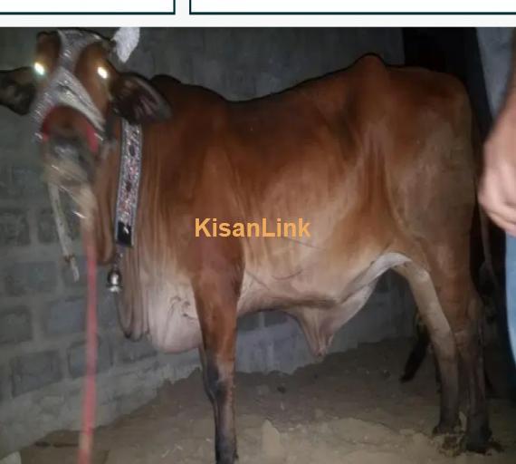 Cow For Sale