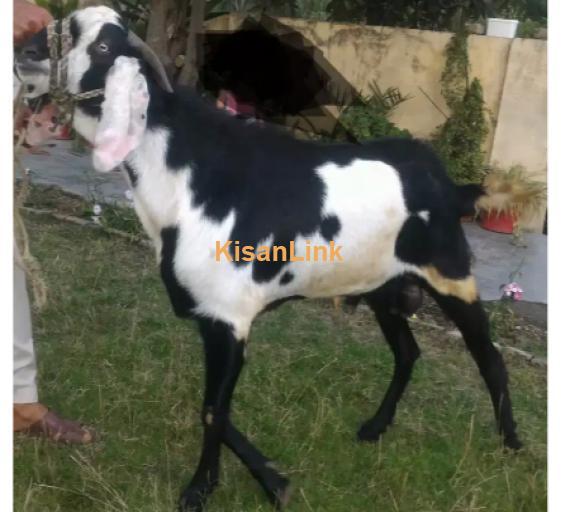 Goat for Sale