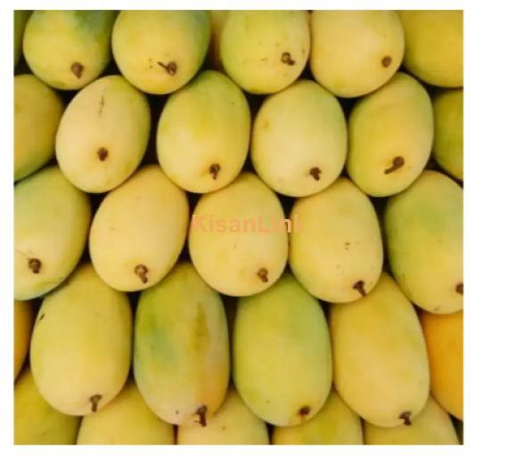 Mangoes For Sale