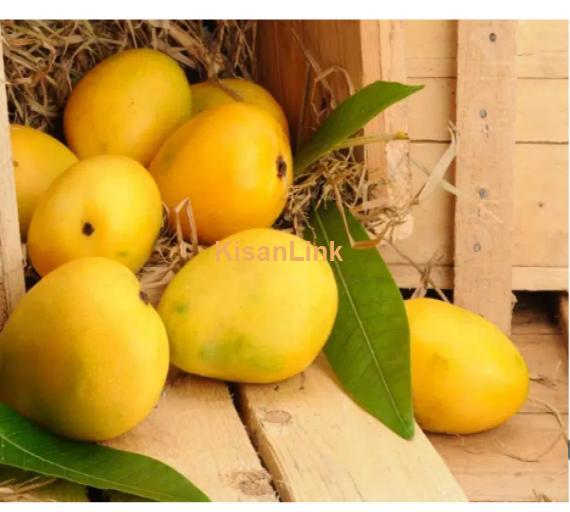 Mangoes For Sale