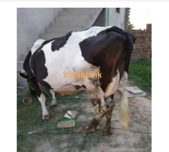 Cow For Sale