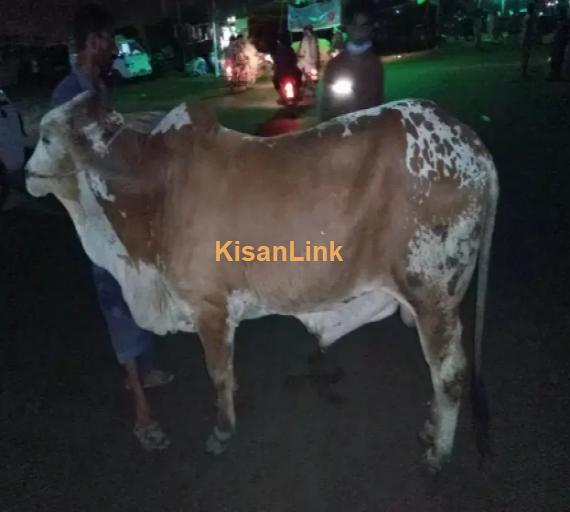 Cow For Sale