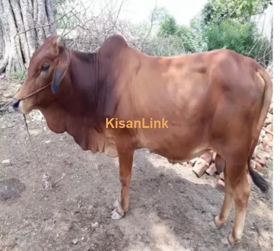 Cow For Sale