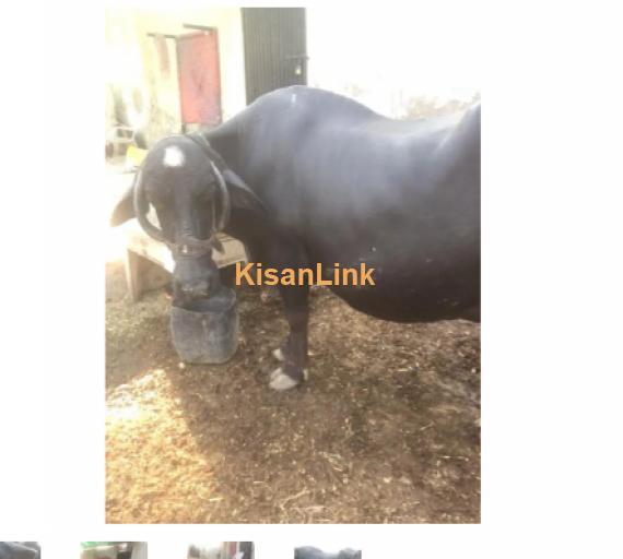 Buffalo For Sale