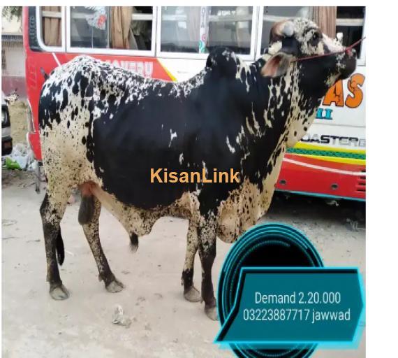 Cow For Sale