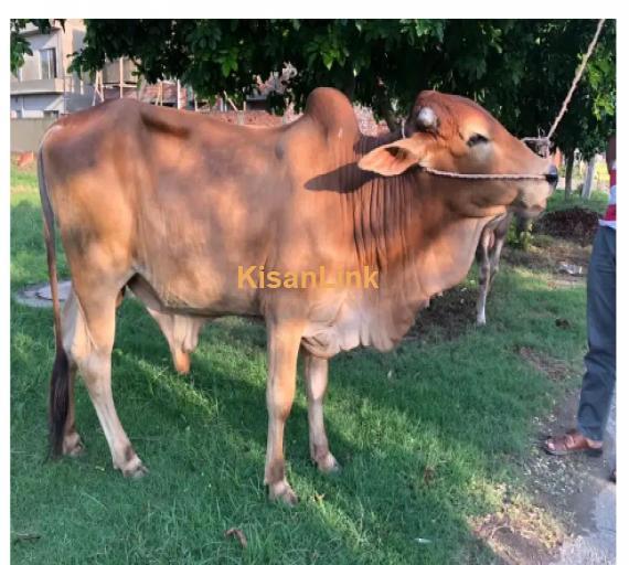 Cow For Sale