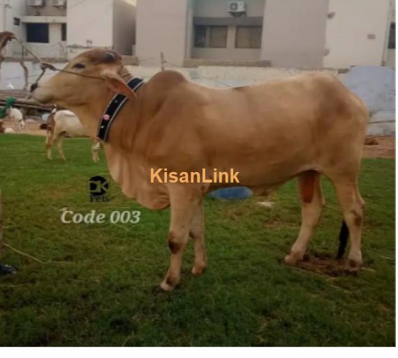 Cow For Sale