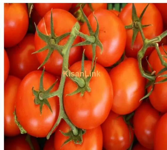 Fresh Tomatoes Supplier