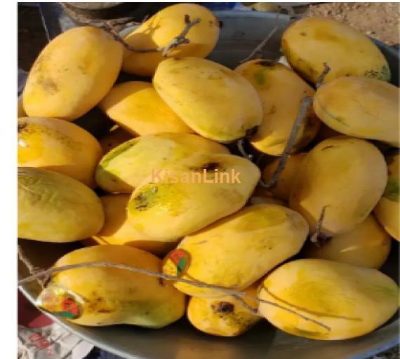 Mangoes For Sale