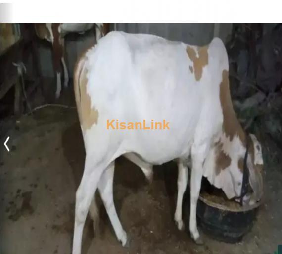 Cow For Sale