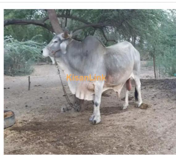 Cow For Sale