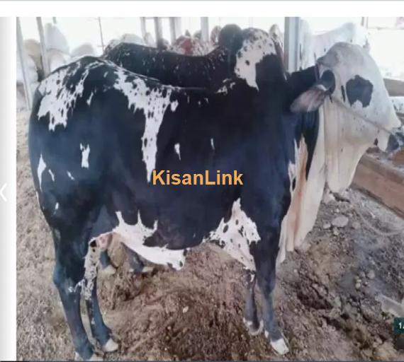 Cow For Sale