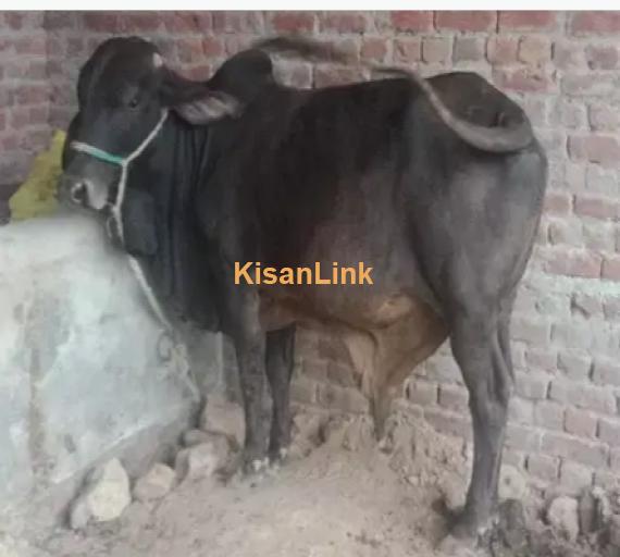 Cow For Sale