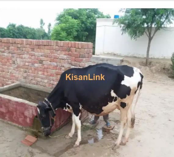 Cow For Sale