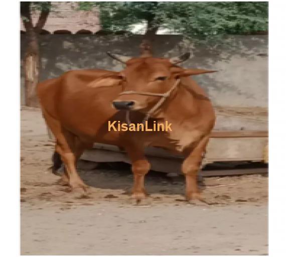 Cow For Sale