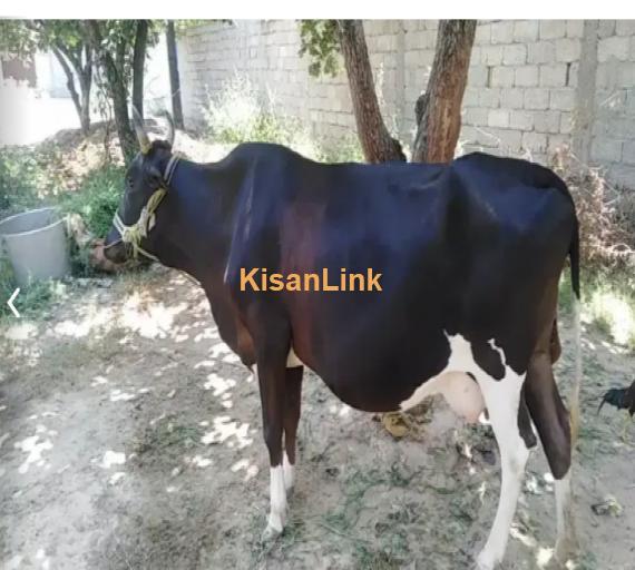 Cow For Sale